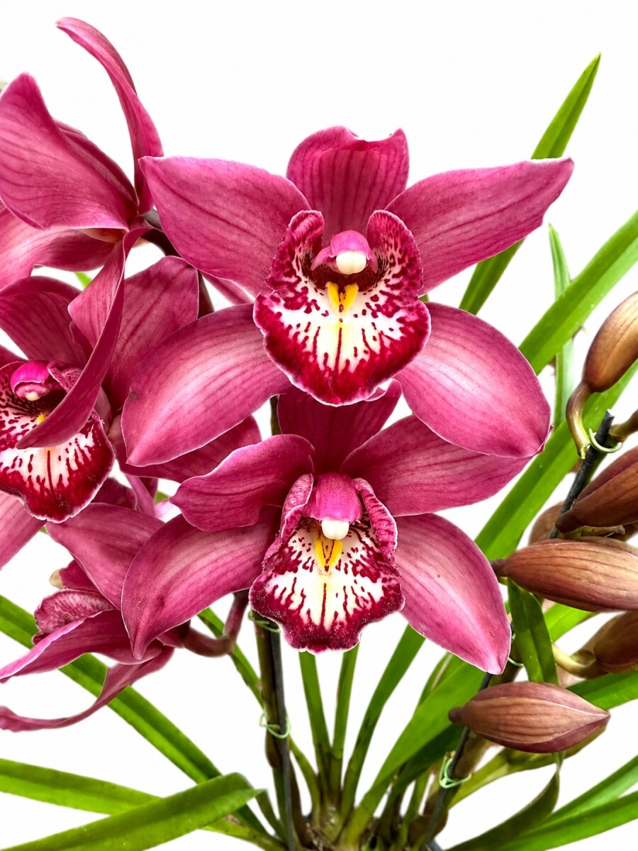 ORQUIDEA CYMBIDIUM 