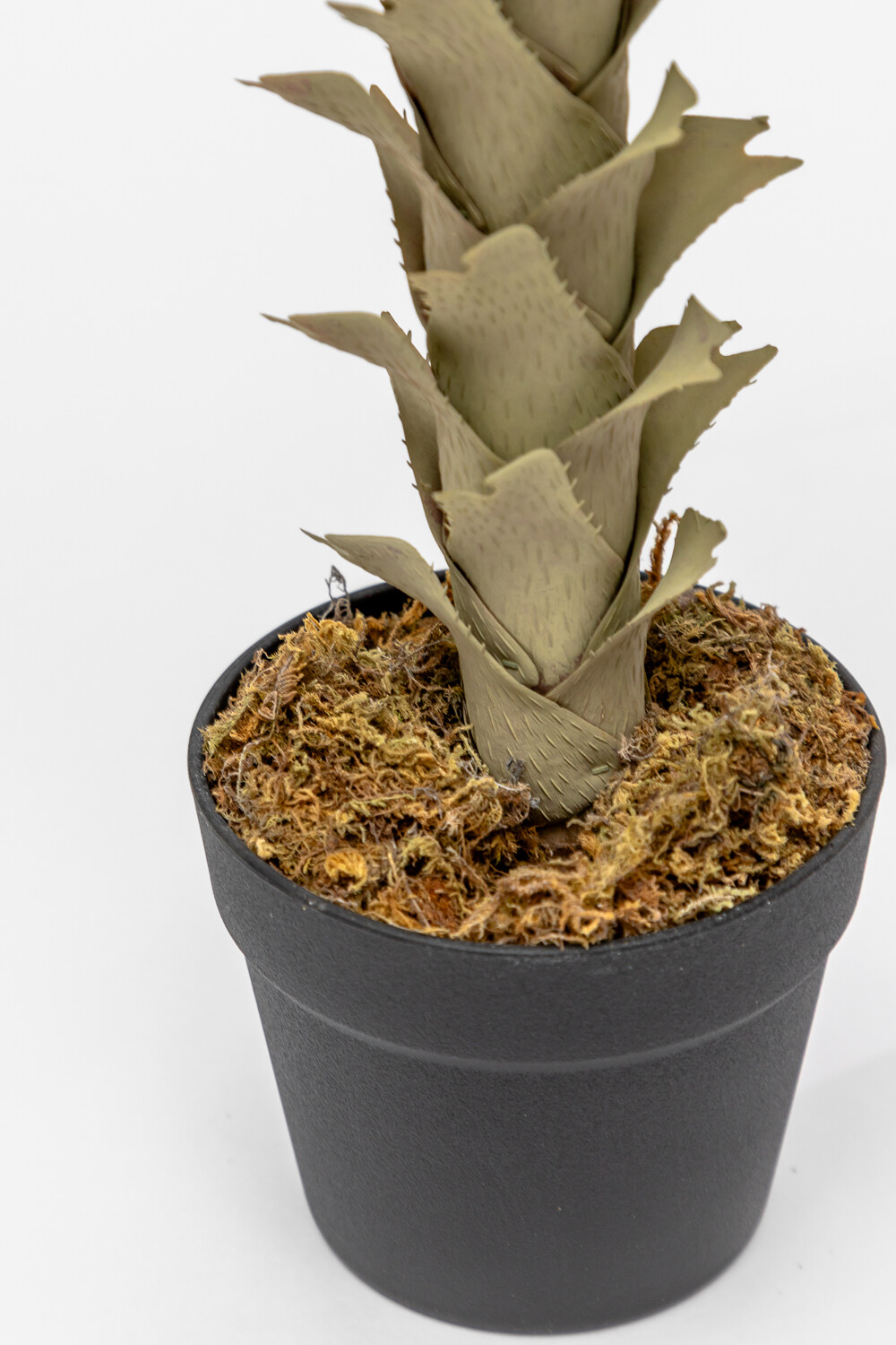 Planta Agave Color Unico