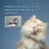 FELINE FULL SPOT DE 2 A 5 KG