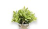 Planta Artificial 20x8cm Planta Artificial 20x8cm