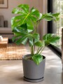 MONSTERA EN MACETA CERAMICA CON PLATO GRIS OSCURO