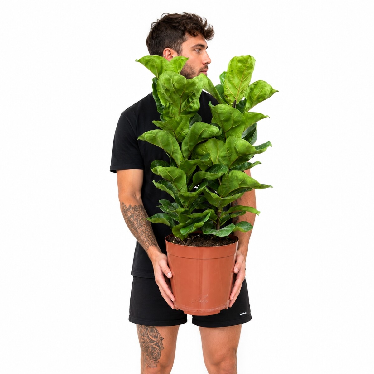 FICUS LYRATA 2 RAMAS 