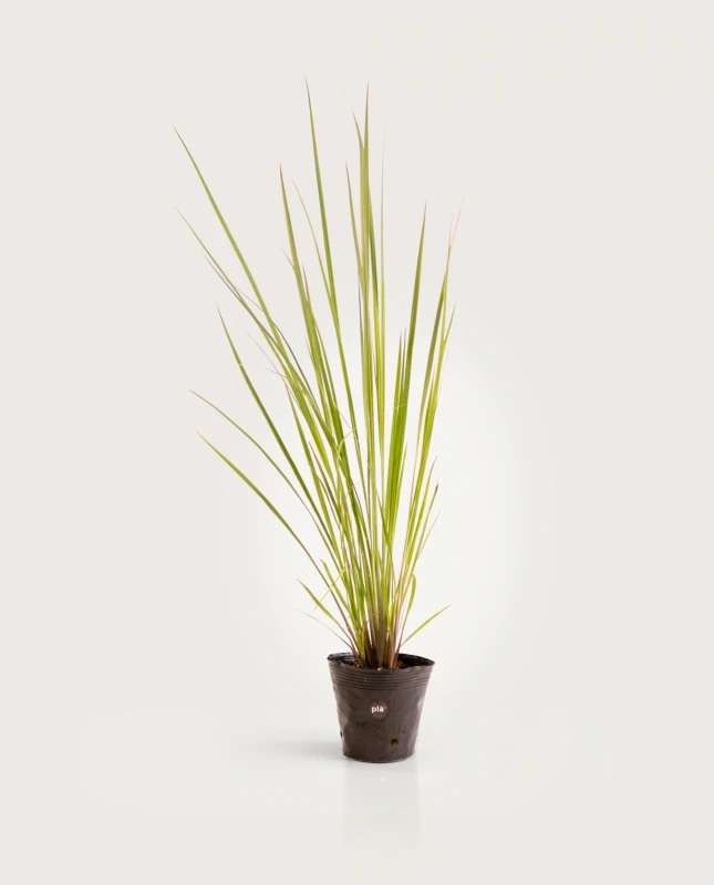 Paspalum Haumanii M - H: 90cm
