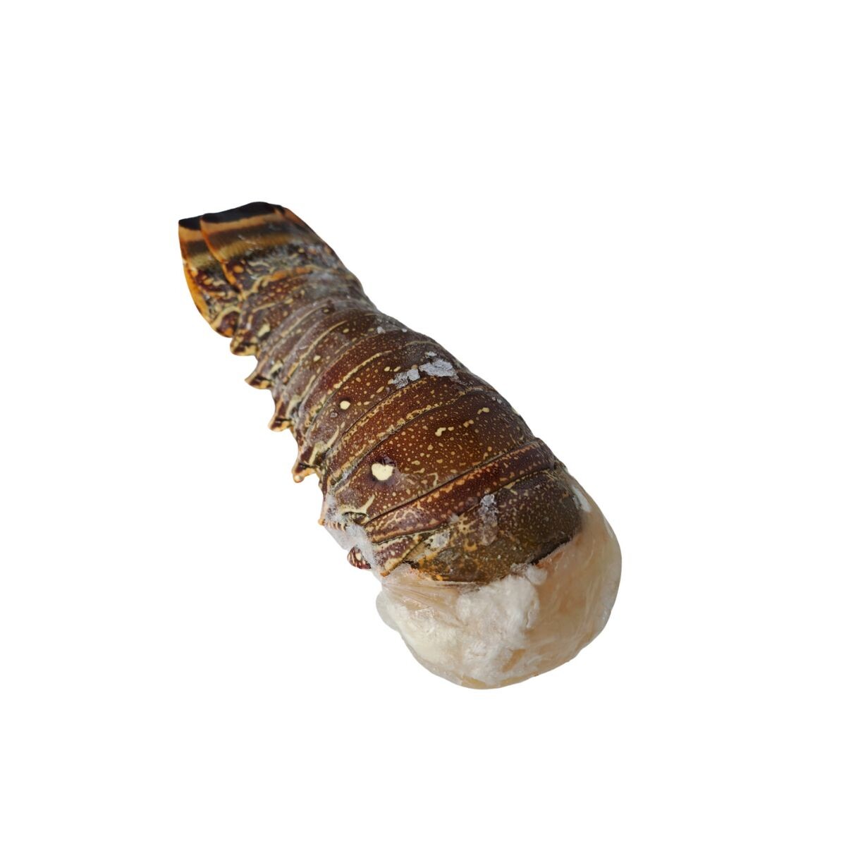 Cola De Langosta Comun Del Caribe 10/12 Oz 