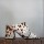 Firework Print Heels Crudo / Chocolate