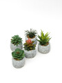 Planta Suculenta Artificial, Mini Color Unico