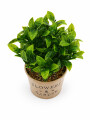 LEMON VINTAGE VERDE (V)