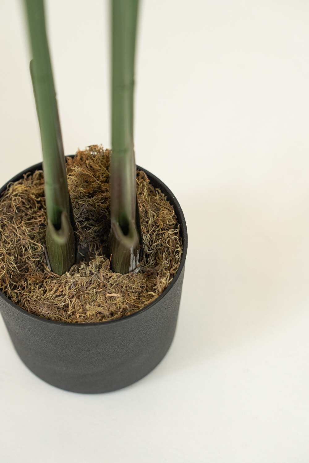 Planta Plátano Color Unico