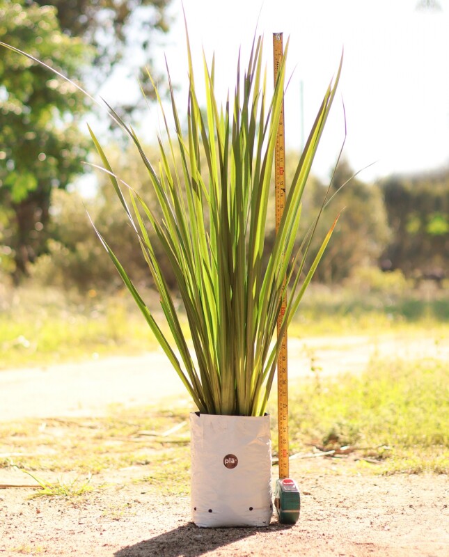 Dietes M - H: 80cm / Excelente follaje - Flor Blanca