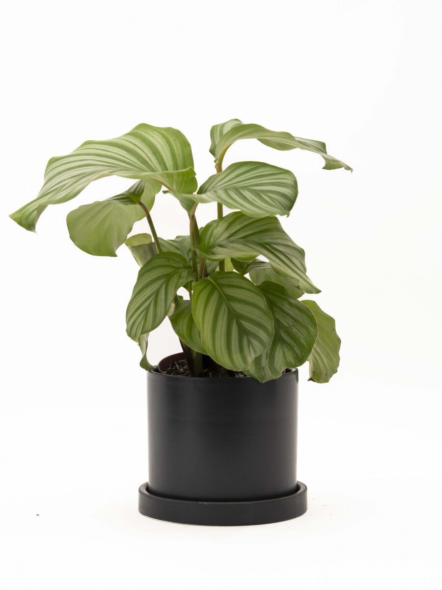 CALATHEA CON MACETA CERAMICA CON PLATO NEGRA