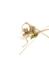 Pick flor 7x2 cm. - TORTORA Pick flor 7x2 cm. - TORTORA