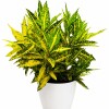 CROTON AMARILLO EN MACETA BLANCA