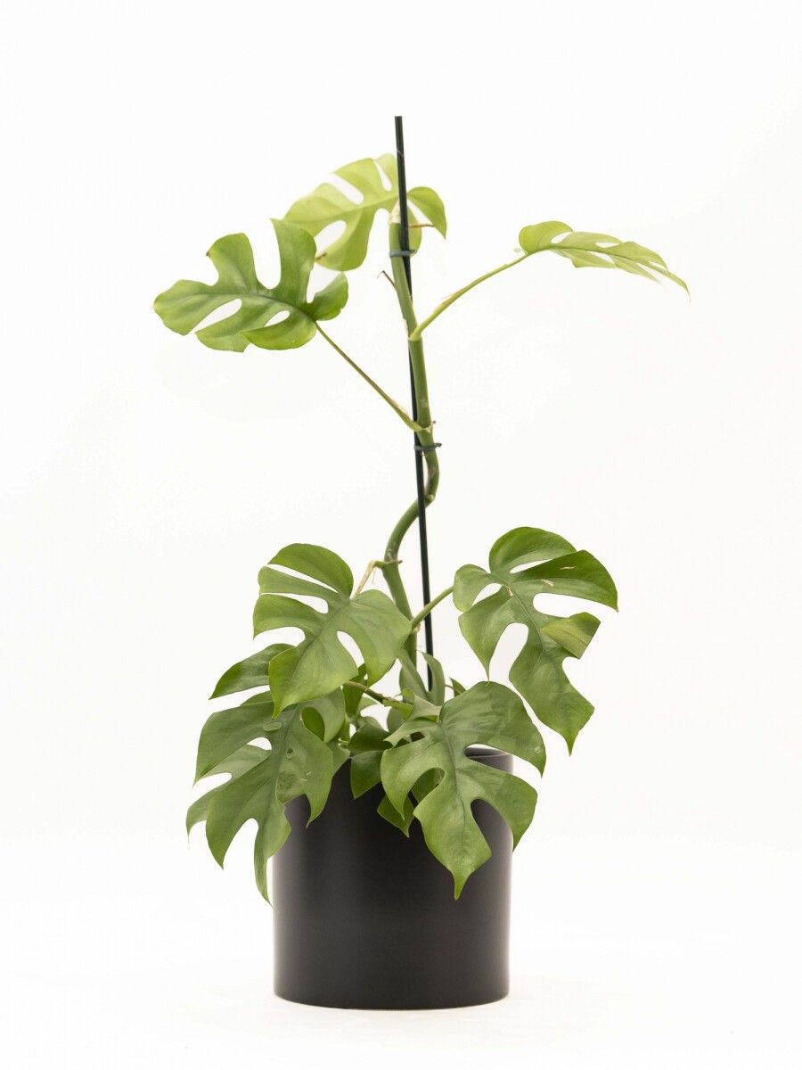 MONSTERA MINIMA CON PORTAMACETA NEGRO