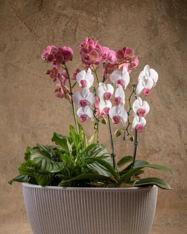 Armonía Floral Armonía Floral