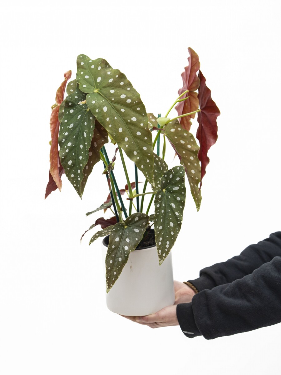 BEGONIA MACULATA CON MACETA CERAMICA BLANCA BEGONIA MACULATA CON MACETA CERAMICA BLANCA
