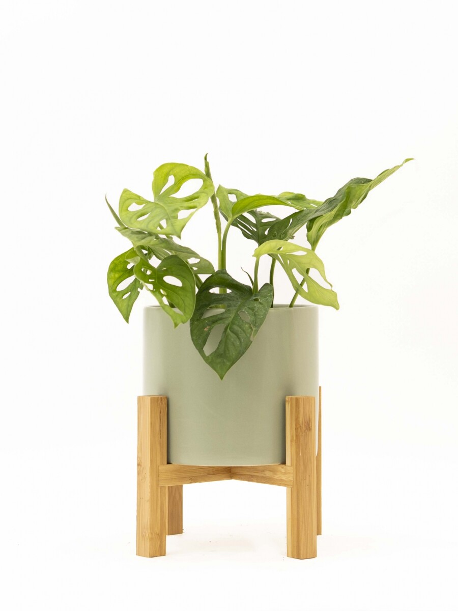 MONSTERA ADANSONII CON MACETA CERAMICA VERDE CON SOPORTE