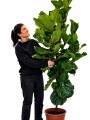 FICUS LYRATA XXL HOJA GRANDE 2,00 MTS APROX FICUS LYRATA XXL HOJA GRANDE 2,00 MTS APROX