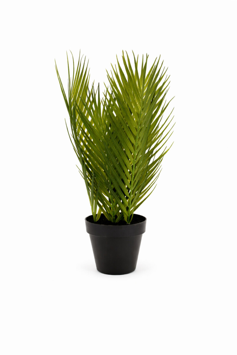 PALMERA - VERDE 