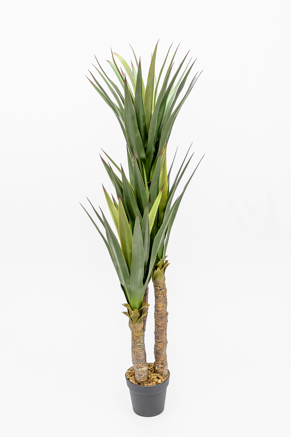 Planta Gladiolo Color Unico