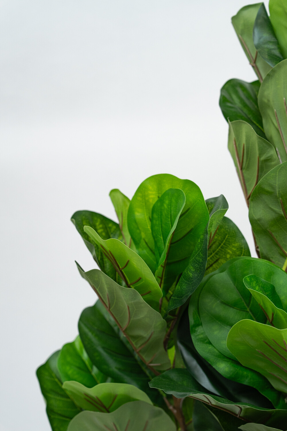 Planta Higuera 160cm Color Unico