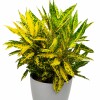 CROTON AMARILLO EN MACETA GRIS
