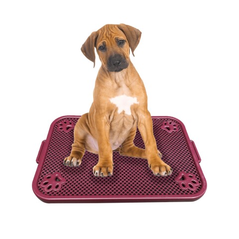 Bandeja Sanitaria Plana Entrenamiento Mascota Reutilizable Color Variante Vino