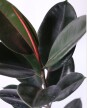Ficus Elástica XL - Negro - H: 1m Ficus Elástica XL - Negro - H: 1m