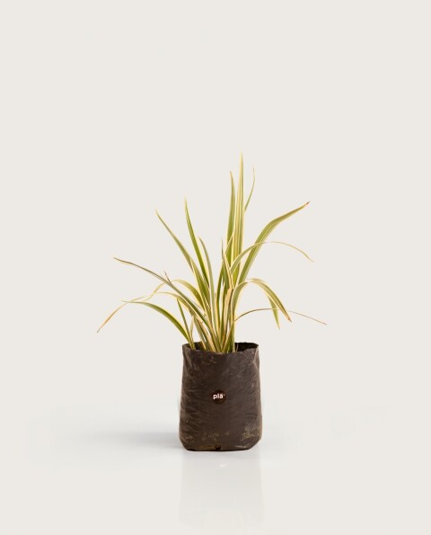 Dianella H: 40cm Dianella H: 40cm