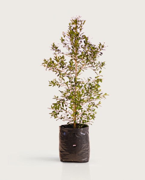 Arbusto Eugenia M - H: 1.2m