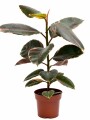 FICUS ELASTICA (GOMERO) VARIEGADO ROSADO (RUBY) M 1 RAMA FICUS ELASTICA (GOMERO) VARIEGADO ROSADO (RUBY) M 1 RAMA