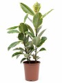 FICUS ELASTICA (GOMERO) VARIEGADO BLANCO (TINEKE) L VARIAS RAMAS FICUS ELASTICA (GOMERO) VARIEGADO BLANCO (TINEKE) L VARIAS RAMAS