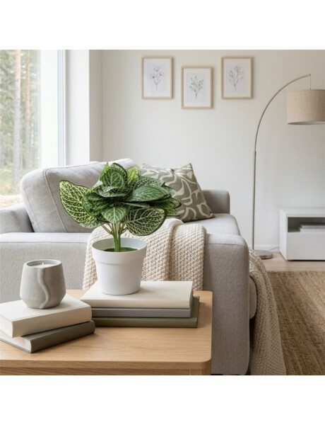 MACETA FITTONIA ARTIFICIAL MACETA FITTONIA ARTIFICIAL