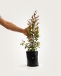 Arbusto Eugenia S - H: 80cm