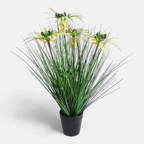 Planta Con Maceta Papiro Planta Con Maceta Papiro