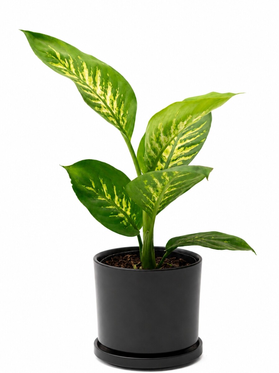 DIEFFENBACHIA EN MACETA CERAMICA NEGRA