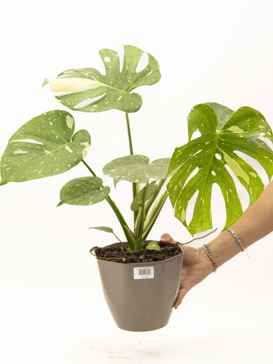 MONSTERA THAI CONSTELLATION MONSTERA THAI CONSTELLATION