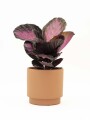 CALATHEA CON MACETA CERAMICA TERRACOTA