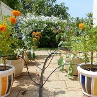 Cuatro goteros 2,6lts/hr con micro tubo y distribuidor 2salidas