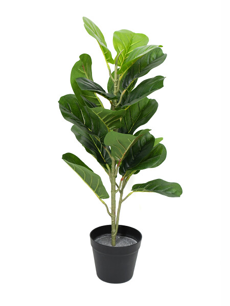LIRATA VERDE (V)