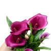 CALAS VIOLETA
