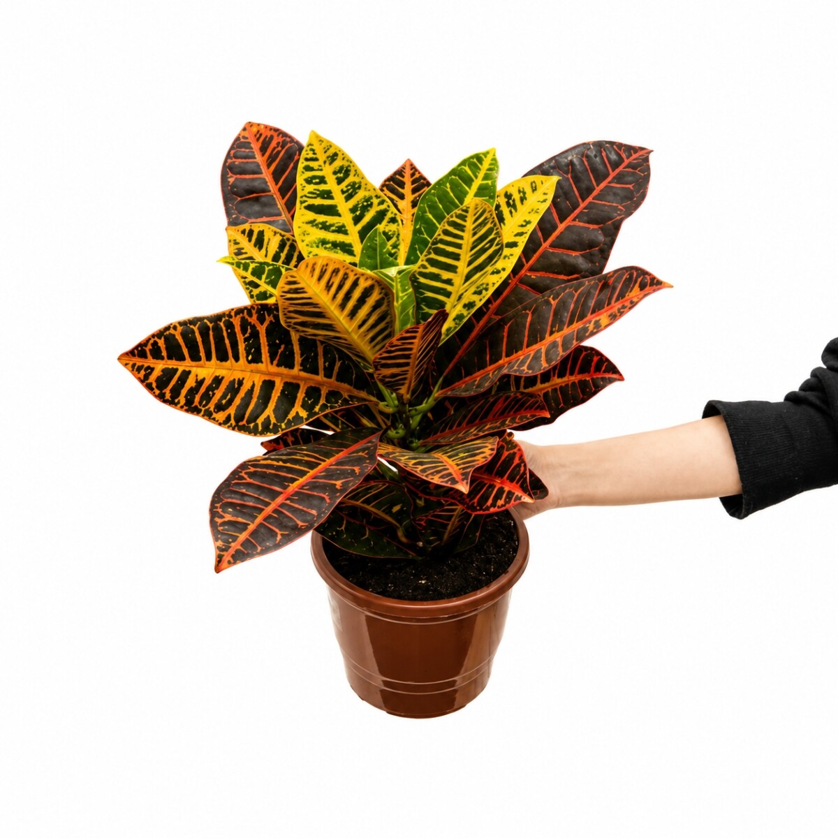 CROTON M 