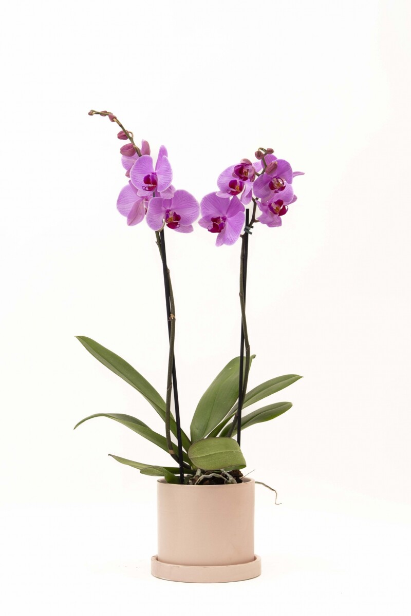 ORQUÍDEA - CON MACETA GRIS 