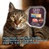 PATE GRAN PLUS GATO ADULTO CASTRADO POLLO 100 GRS PATE GRAN PLUS GATO ADULTO CASTRADO POLLO 100 GRS
