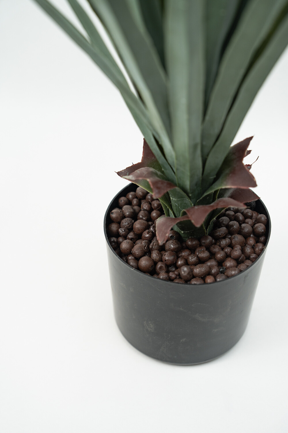 Planta Pitaya Color Unico