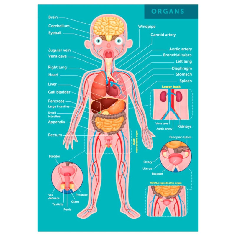 Puzzle Gigante 100 pzas Cuerpo Humano- Eureka Puzzle Gigante 100 Pzas Cuerpo Humano- Eureka