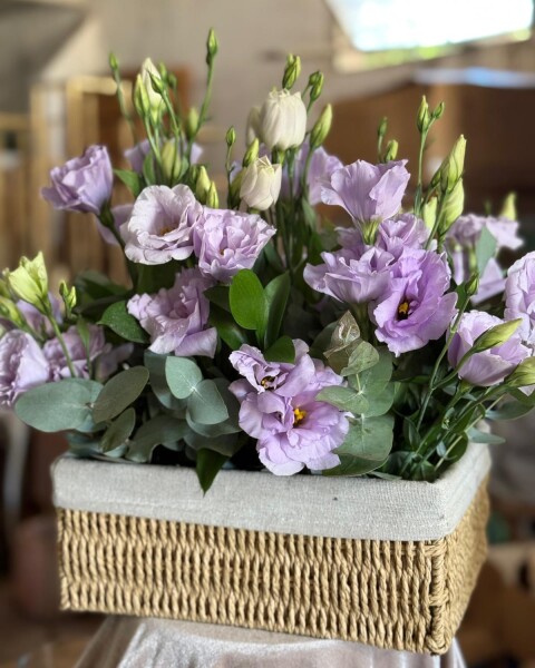 Luz de Lila Luz de Lila