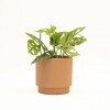 MONSTERA ADANSONII CON MACETA CERAMICA TERRACOTA