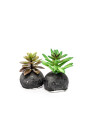 Planta Moa Mini, Mix Color Unico