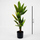 Planta Árbol Bananero 1.7Mts Planta Árbol Bananero 1.7Mts