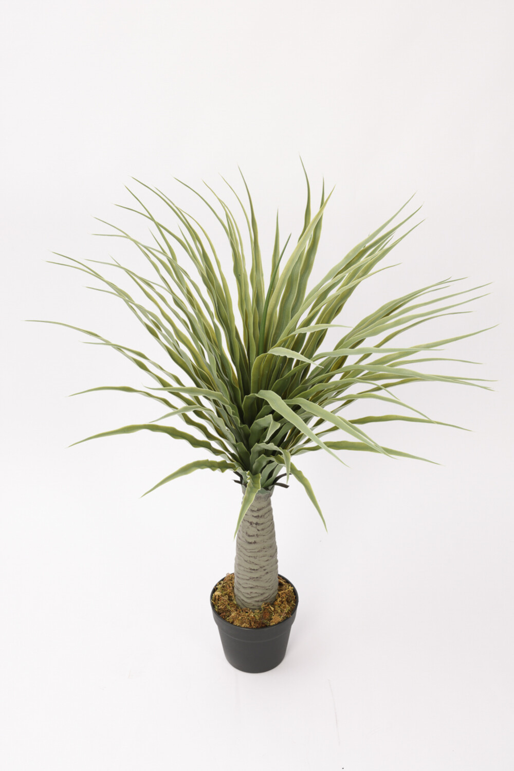 Planta Dracaena De Dragón 80cm Color Unico